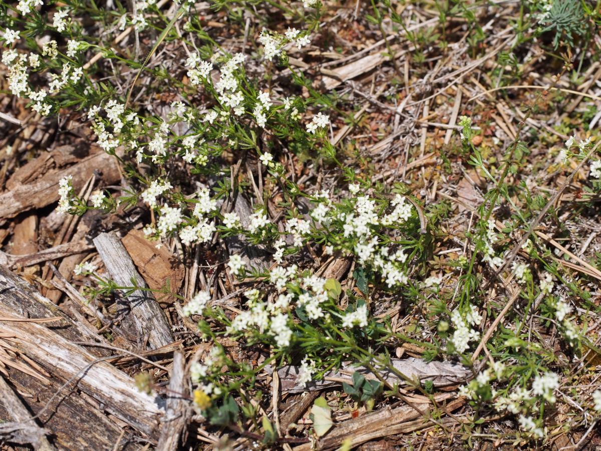 Bedstraw, [Mossy] plant